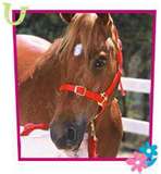 prancer 